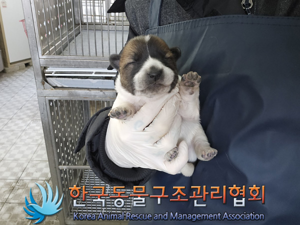 한국동물구조관리협회_441406202401963